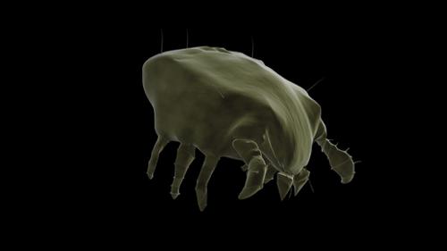 Dust-mite preview image